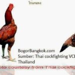 Bandar Gacor XL Terbaik: Pilihan Tepat untuk Penggemar Ayam Aduan