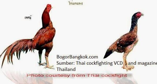 Bandar Gacor XL Terbaik: Pilihan Tepat untuk Penggemar Ayam Aduan Bandar Gacor XL Terbaik: Pilihan Tepat untuk Penggemar Ayam Aduan