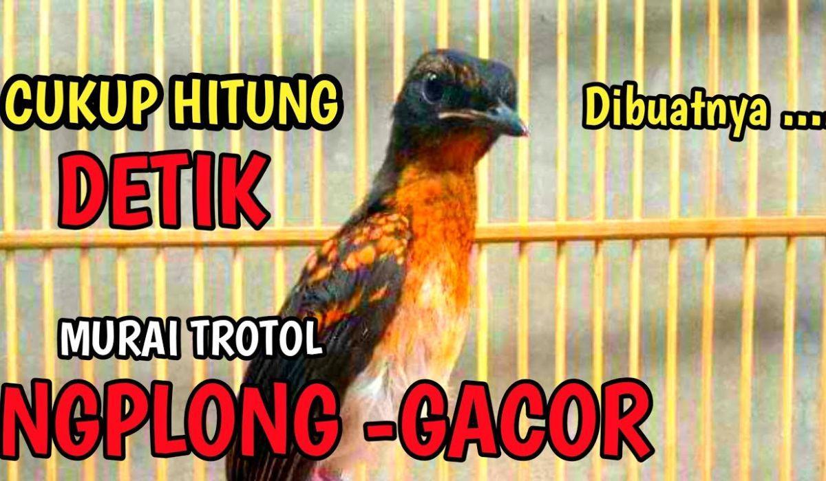 Tips Ampuh Agar Burung Gacor Bagus Setiap Hari